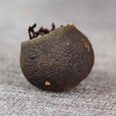 新会小青柑普洱茶 8年新会柑普茶普洱500克装