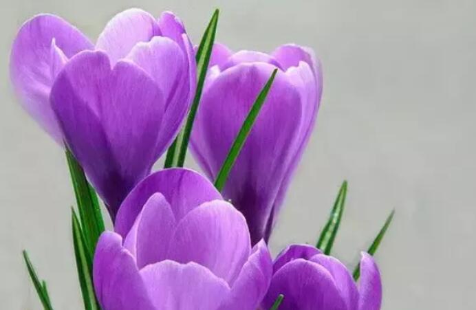 藏红花茶叶有什么功效(1)