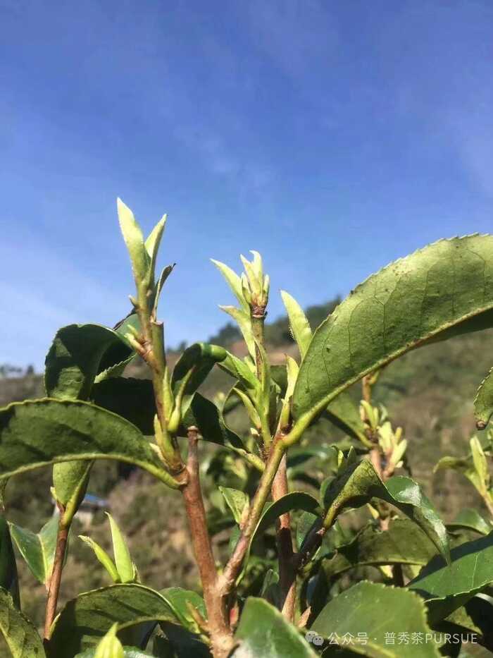  闻茶香识年份，真的？假的？