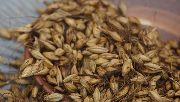 喝大麦茶回奶需要几天(1)