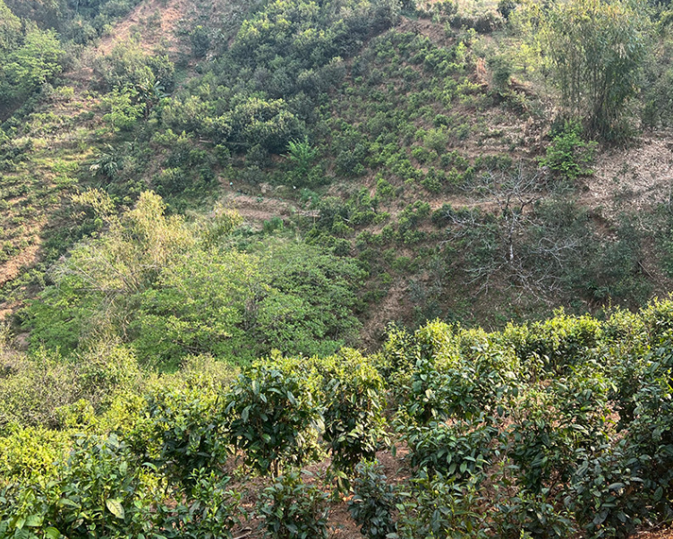 冰岛五寨之一: 2025年冰岛坝歪老寨 台地春茶