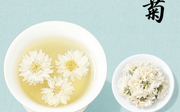 杭白菊是热性还是凉性.jpg
