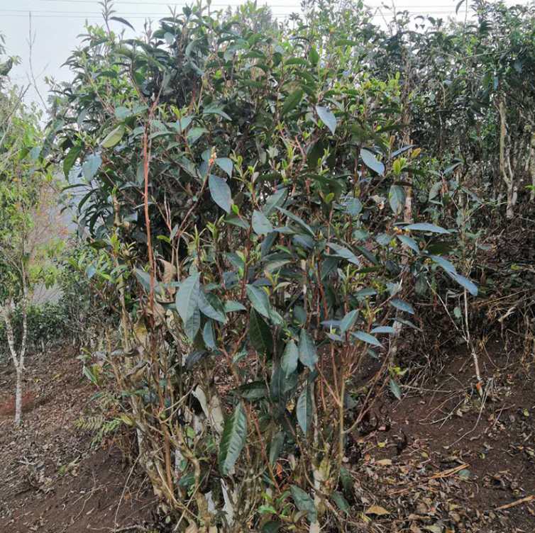 易武茶区落水洞的台地茶之谜