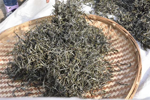 晒青是普洱茶“越陈越香”的关键基础工艺