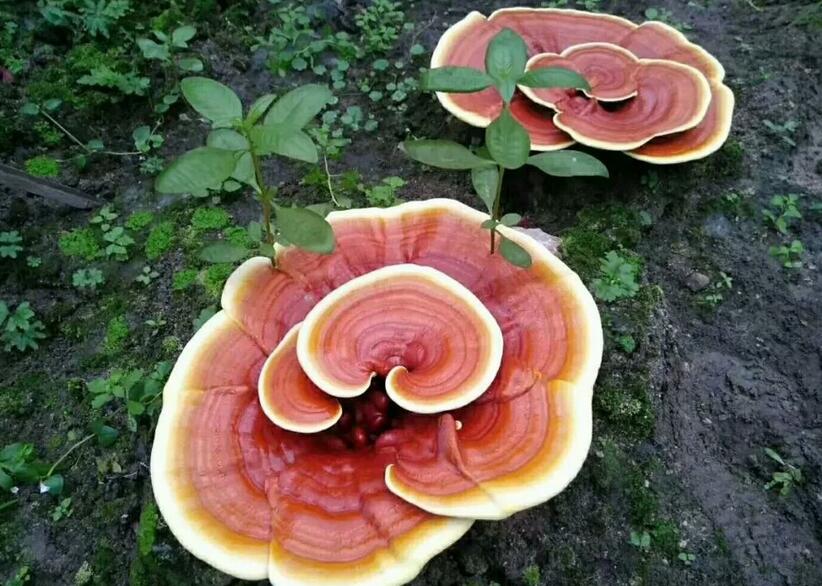 灵芝泡水喝的适宜人群