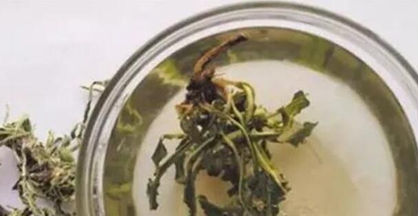 蒲公英泡水能天天喝吗(1)