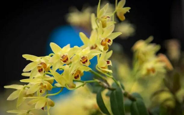 石斛怎么泡水喝(1)