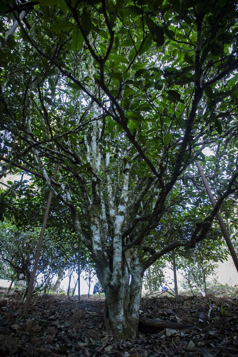 我们为什么都在谈论古茶树？