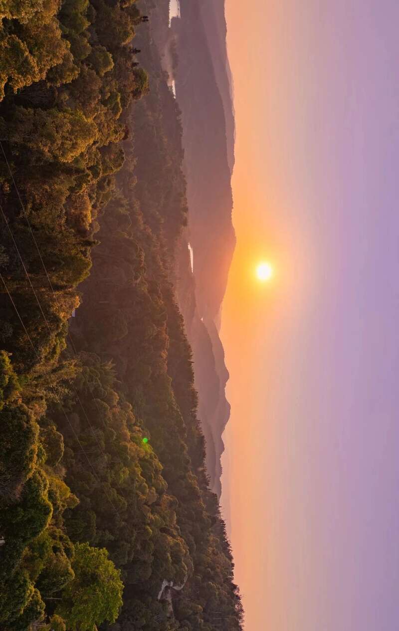 我们为什么都在谈论古茶树？