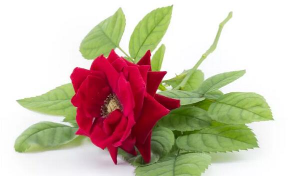 柠檬玫瑰花茶的好处(1)