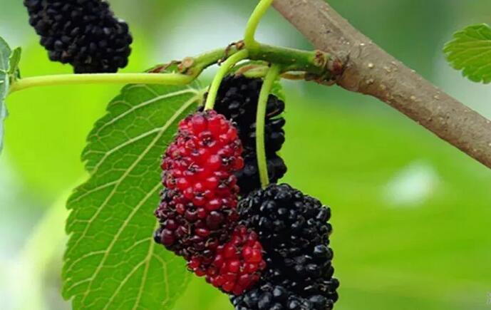 桑葚干能泡水吗(1)