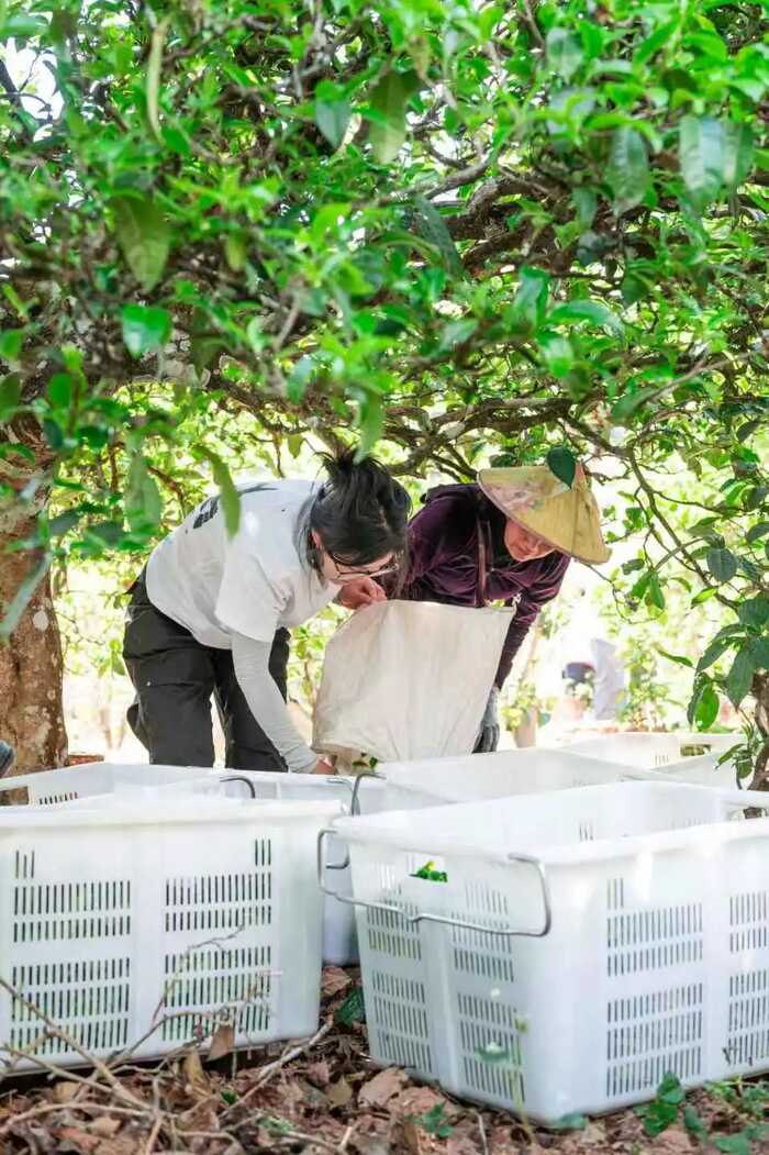 茶叶“摊晾”和“萎凋”常被混淆？今天 彻底理清!