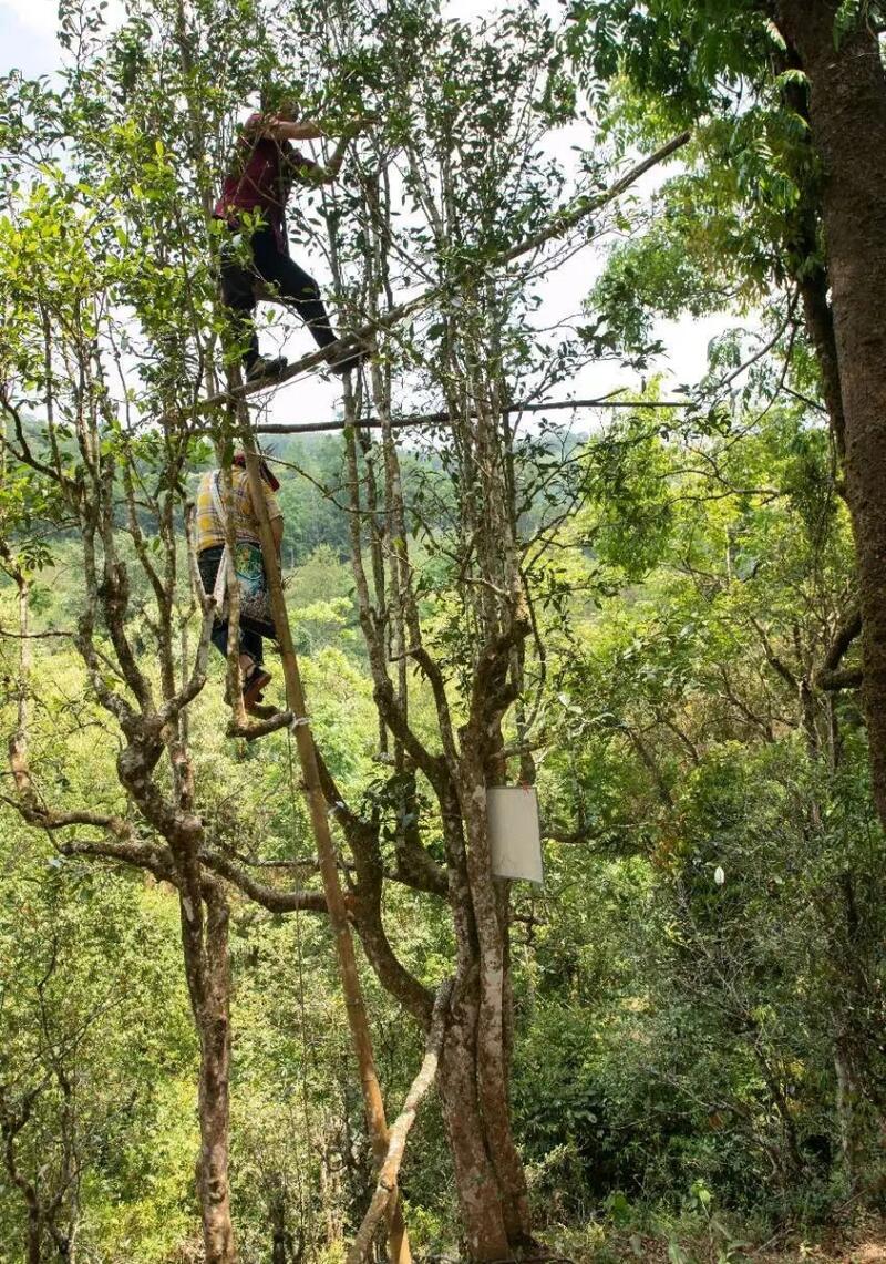 拼配与纯料茶：不是对立而是互补