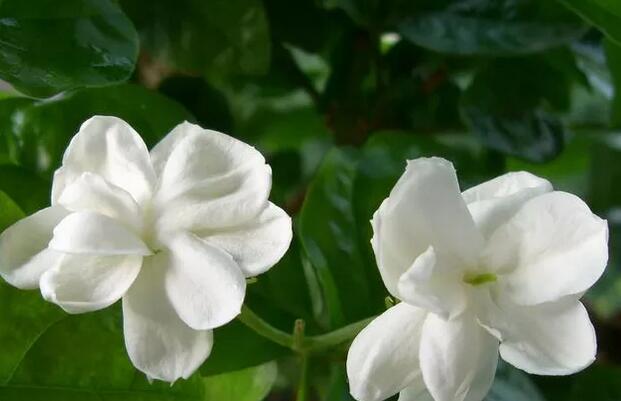 茉莉花茶是温性还是寒性的(1)