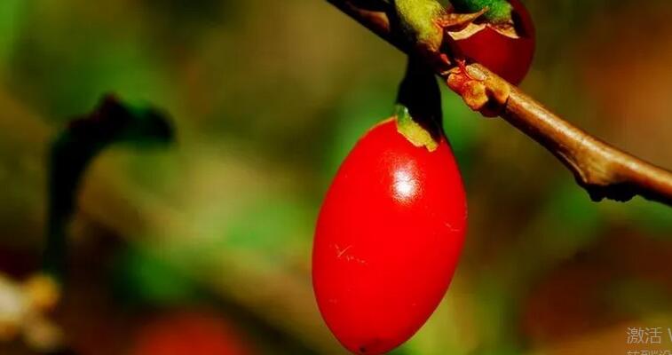 枸杞茶的作用与功效(1)