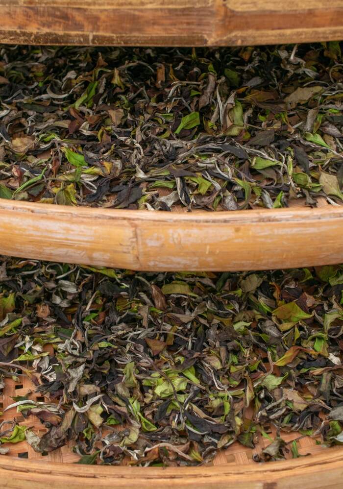 茶叶“摊晾”和“萎凋”常被混淆？今天 彻底理清!