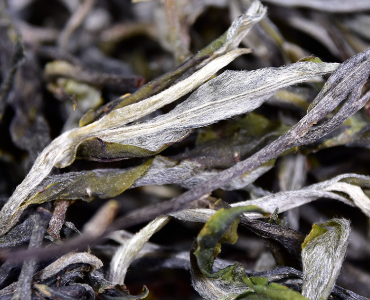 临沧茶区：冰岛糯伍老寨台地春茶