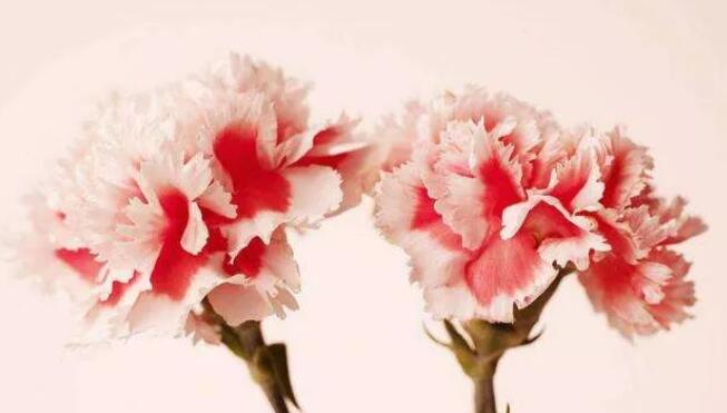 康乃馨花草茶怎么搭配(1)