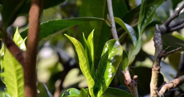 乔木茶和台地茶有哪些区别(1)