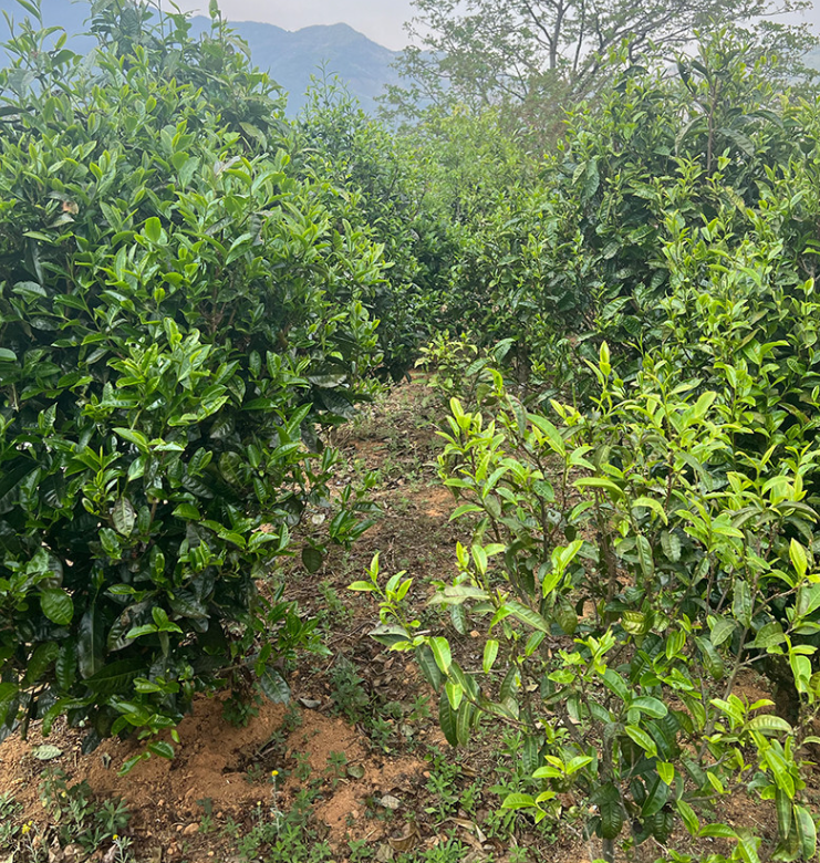 临沧茶区：冰岛糯伍老寨台地春茶