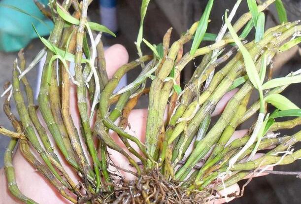 石斛怎么泡水喝