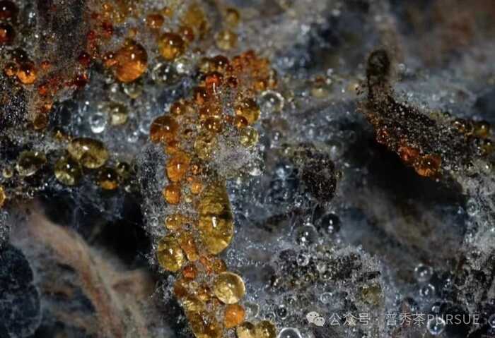  闻茶香识年份，真的？假的？