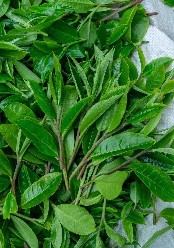 茶叶“摊晾”和“萎凋”常被混淆？今天 彻底理清!