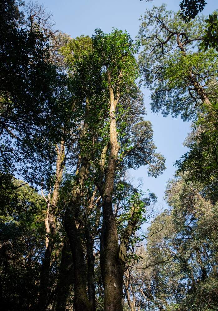 野生茶到底是个怎样的存在？