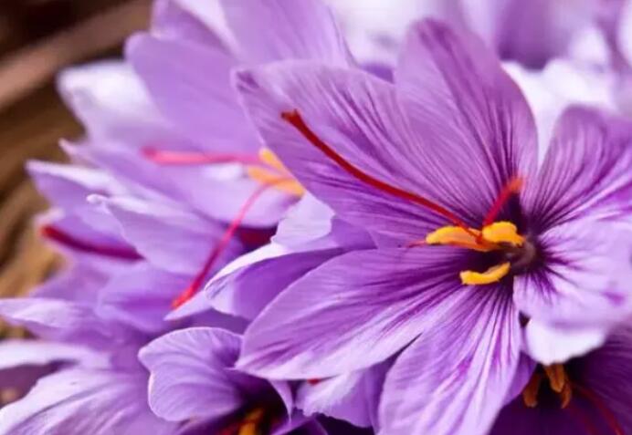 藏红花茶叶有什么功效