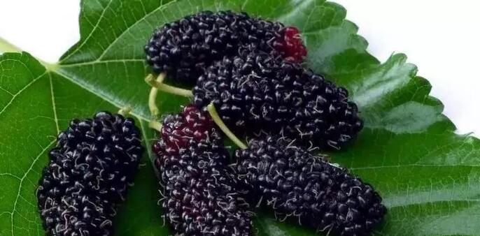 桑葚干能泡水吗