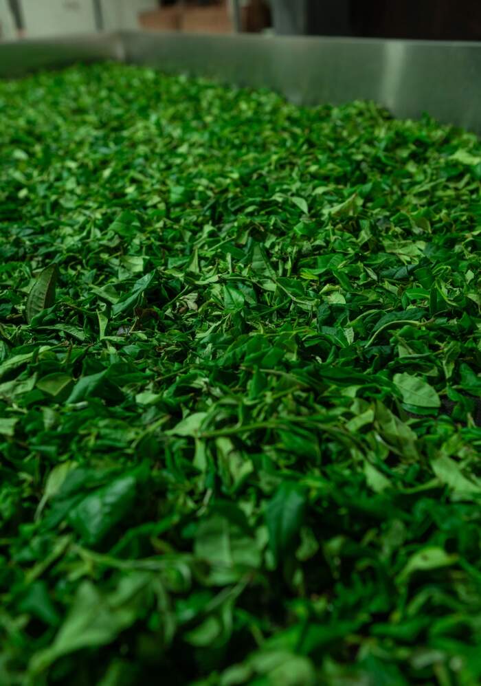 茶叶“摊晾”和“萎凋”常被混淆？今天 彻底理清!