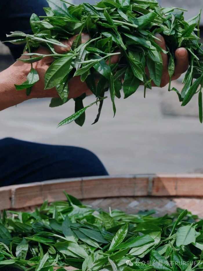 晒红茶的保质期