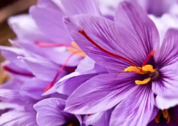 藏红花怎么泡水